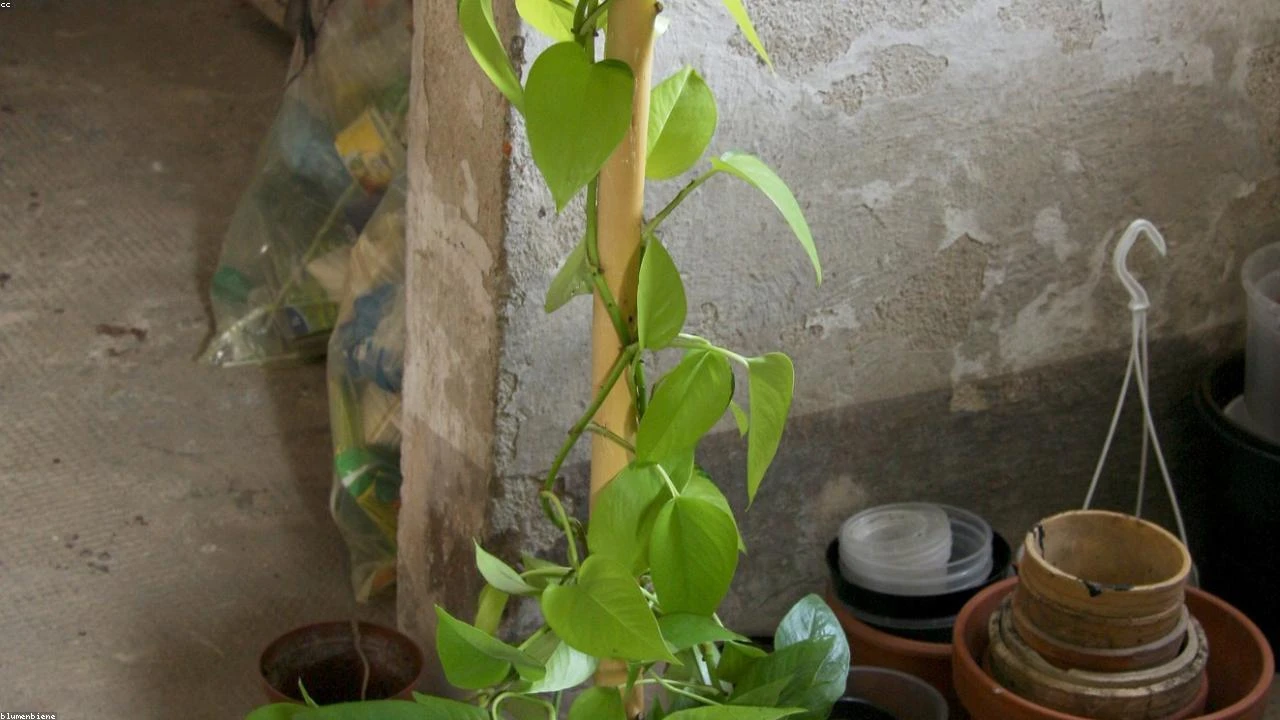 WAM Alternative Assets' Q1 2026 Earnings Call: Unpacking Strategic Shifts and Future Prospects