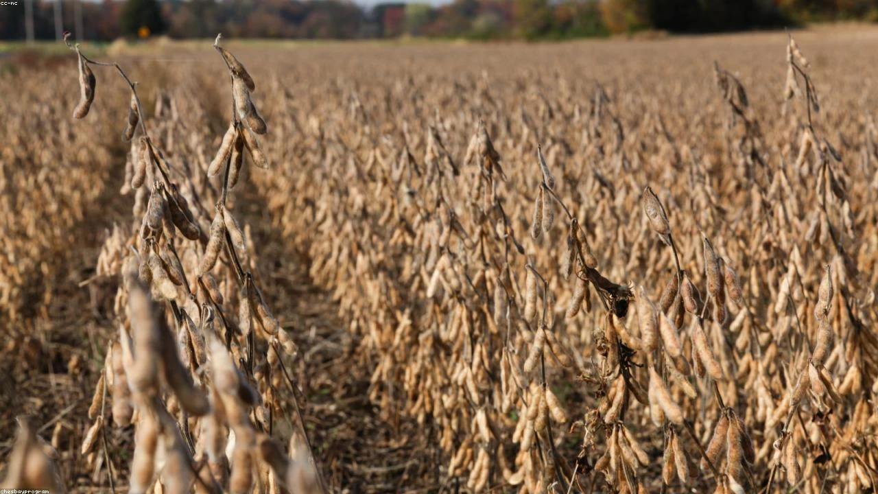 Deutsche Bank Sees Tripling Potential in Psychedelic Therapy Developer