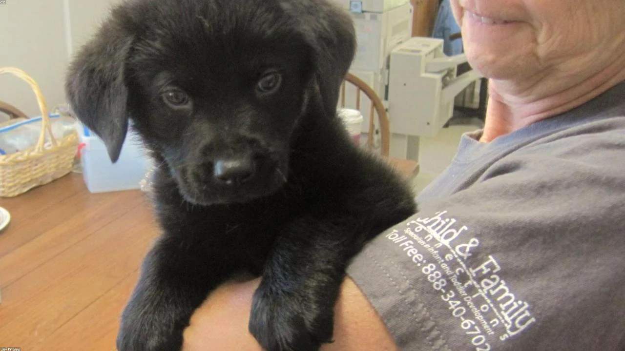 STRC Preferred Stock: A Deep Dive into Semi-Monthly Dividends