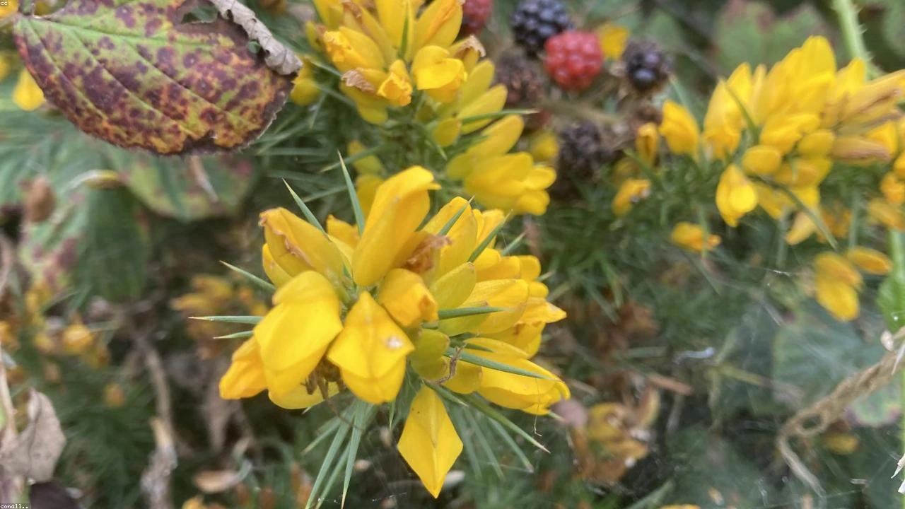 Betting on Black Gold: A Deep Dive into Oil Price Volatility